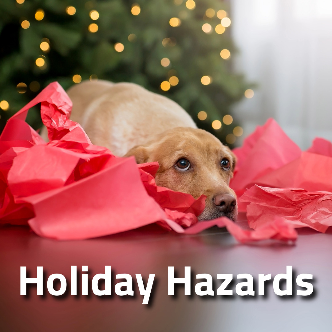 holiday_hazards_1.jpeg