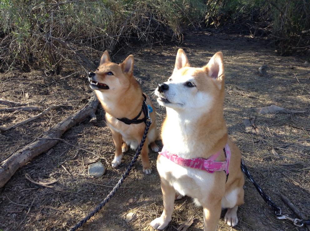 National park clearance dog collar