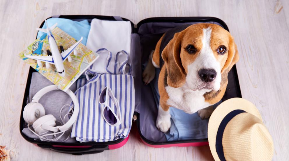 beagle in a suitcase traveling with dogs