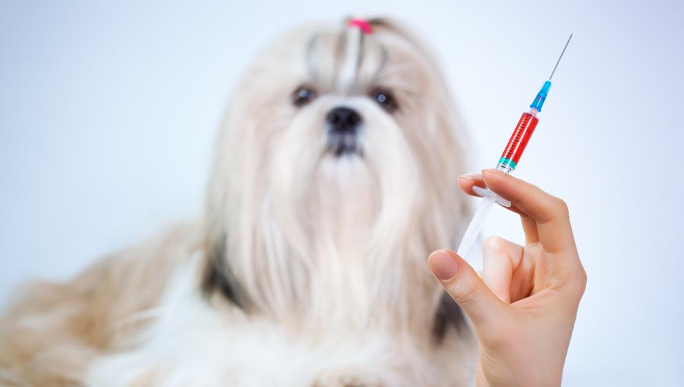 small dog vaccinations