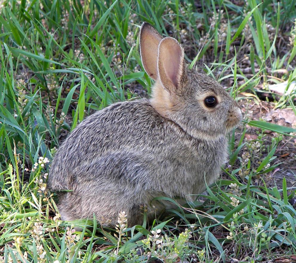 wild baby rabbits age