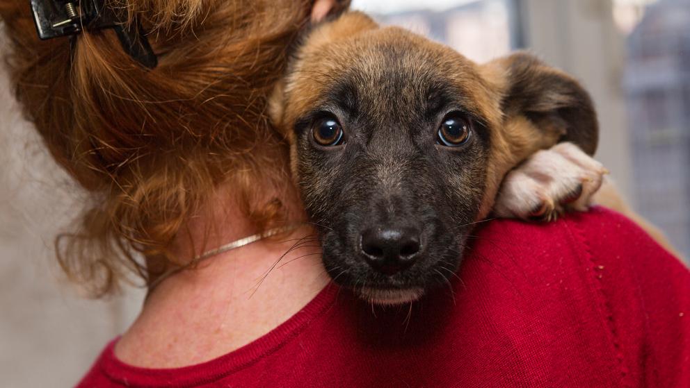 Spca store dog shelter