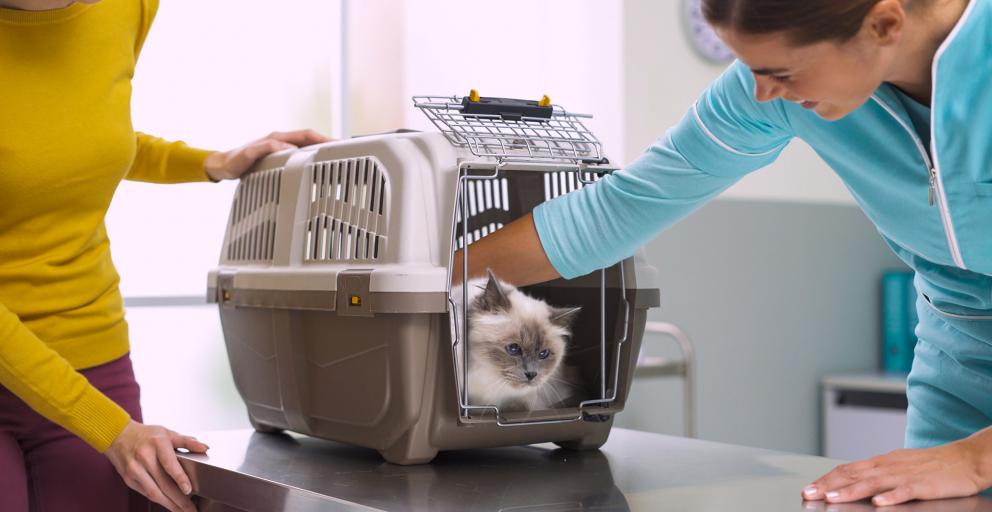 How to get a cat into a hotsell pet carrier