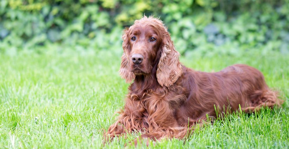 Lyme Disease in Dogs | Alberta Animal Health Source