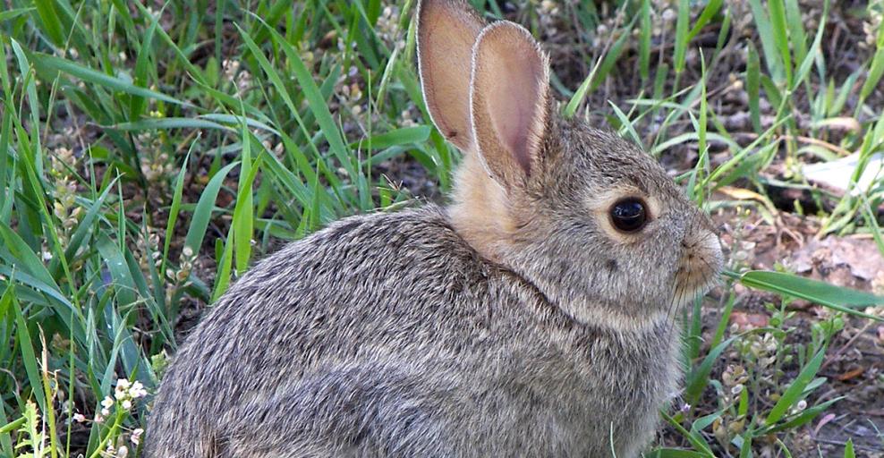 Wild baby rabbits store eat