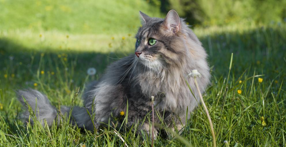 Should You Let Your Cat Roam? | Alberta Animal Health Source