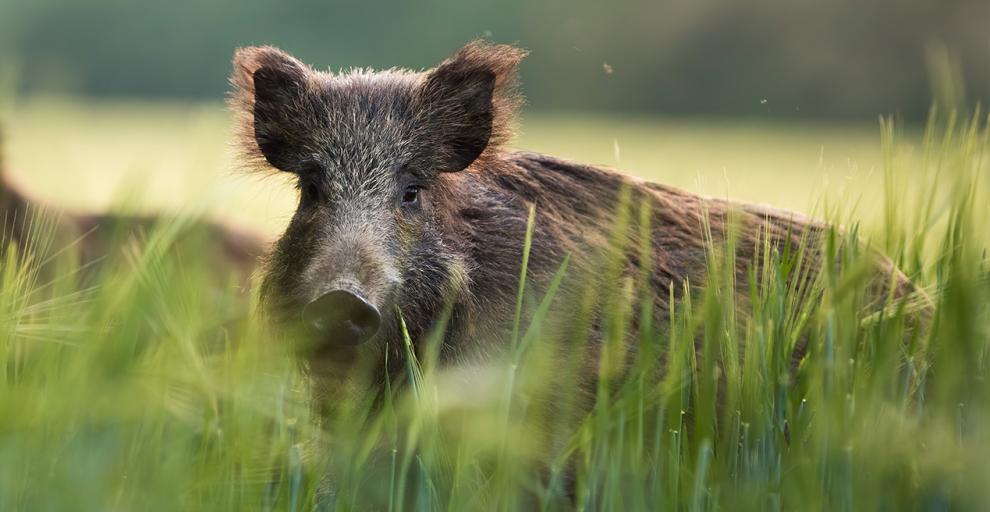 Wild Boar in Alberta - What You Need to Know | Alberta Animal Health Source