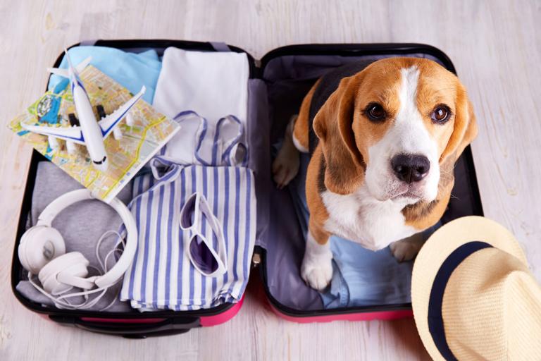 beagle in a suitcase traveling with dogs